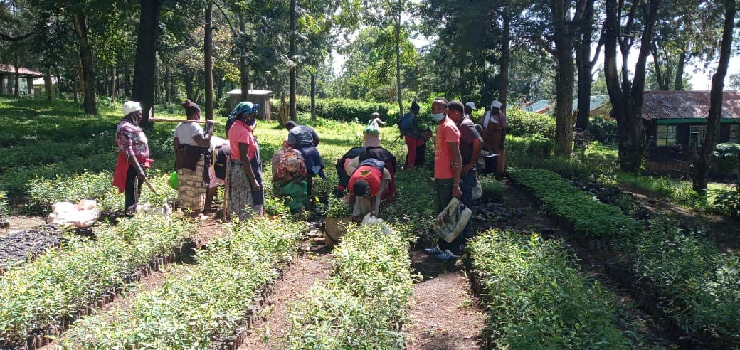 Tree nursery supporting restoration